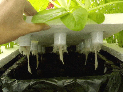 Cách trồng rau thủy canh 4